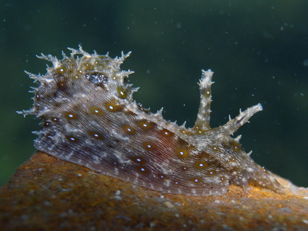 Spiky Sea Hare