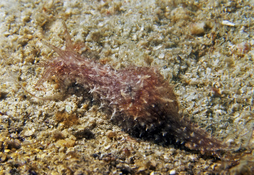 Spiky Sea Hare