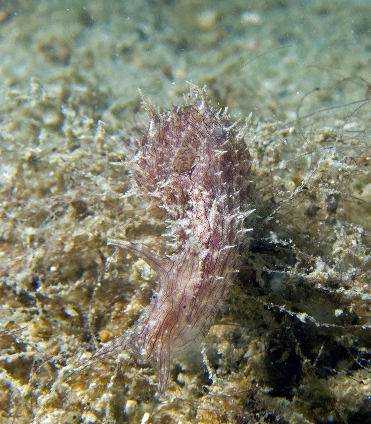 Spiky Sea Hare