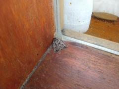 Pseudaleucis denticulata