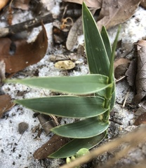 Amphicarpum muehlenbergianum