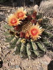Ferocactus pottsii