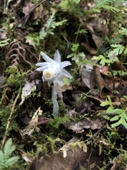 Monotropastrum humile glaberrimum