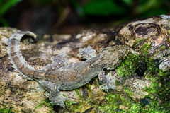 Burmese Flying Gecko photo 2