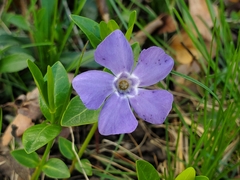 Vinca minor