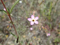 Leptosiphon ambiguus