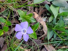 Vinca minor
