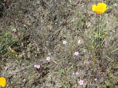 Leptosiphon ambiguus