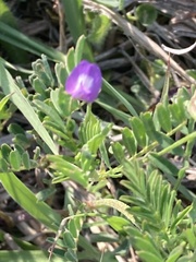 Astragalus nuttallianus