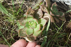 Aeonium haworthii