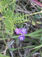 Astragalus nuttallianus