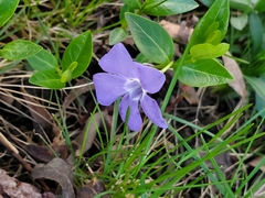 Vinca minor
