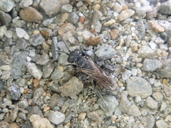 Tachysphex nigerrimus