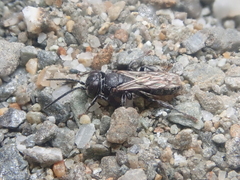 Tachysphex nigerrimus