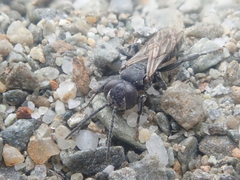 Tachysphex nigerrimus