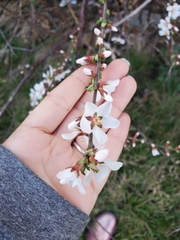 Prunus