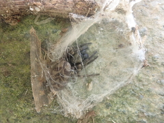 Amaurobioides