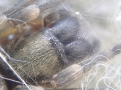 Amaurobioides