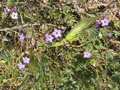 Gilia diegensis