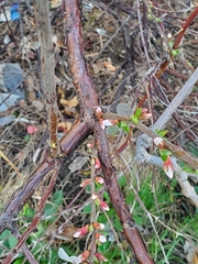 Prunus
