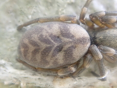Amaurobioides
