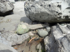 Amaurobioides