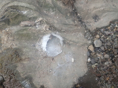 Amaurobioides