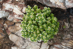 Lysimachia mauritiana