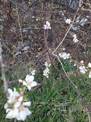 Prunus