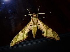 Protambulyx eurycles