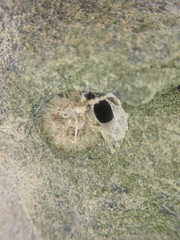 Amaurobioides
