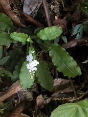 Trigonotis formosana