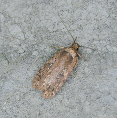 Agonopterix clemensella