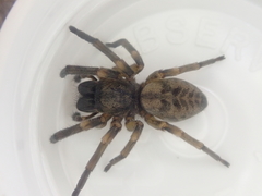 Amaurobioides