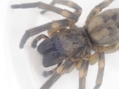 Amaurobioides