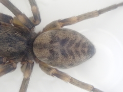 Amaurobioides