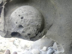 Amaurobioides
