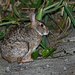 Conejo Tropical - Photo (c) Luciano Bernardes, algunos derechos reservados (CC BY-NC), subido por Luciano Bernardes