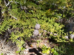 Cupressus pygmaea