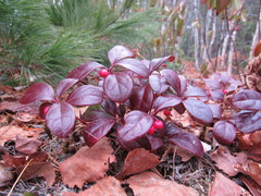 Gaultheria procumbens image