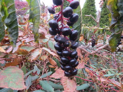 Phytolacca americana