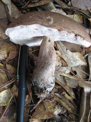 Tylopilus plumbeoviolaceus image