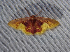 Idaea flavicosta