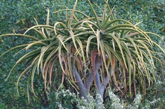 Aloidendron barberae