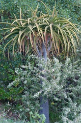 Aloidendron barberae