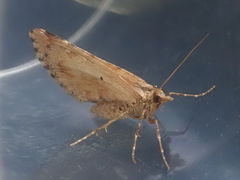 Asaphodes