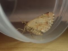 Asaphodes
