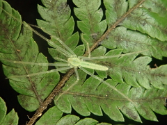 Ischalea spinipes