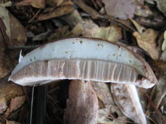 Tylopilus plumbeoviolaceus image