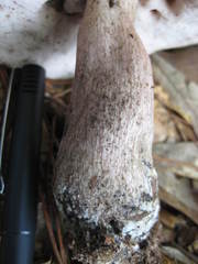 Tylopilus plumbeoviolaceus image